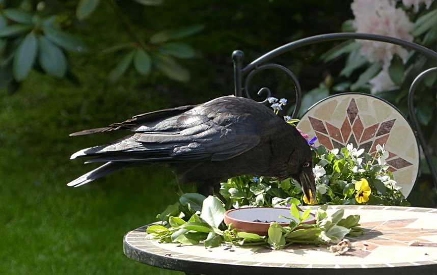 Crow feeder in backyard