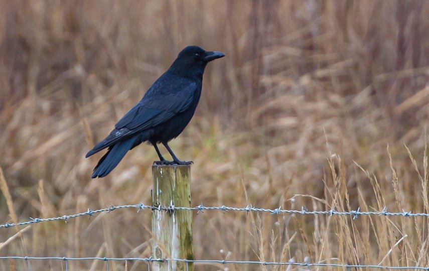 Crow perching at backyard