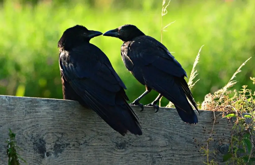 Crow sitting at backyard