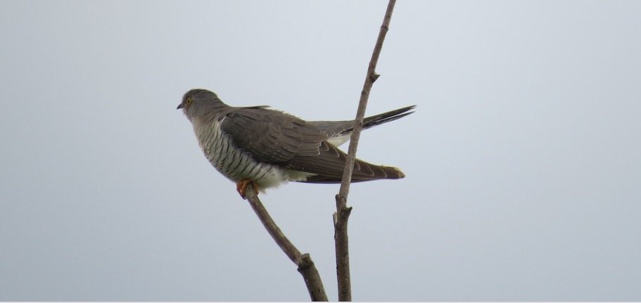 Cuckoo Symbolism