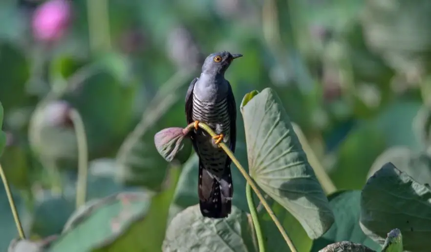 Cuckoo Symbolism