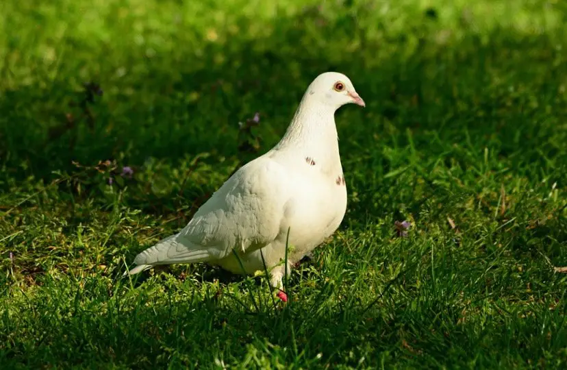 Cumulet Pigeon