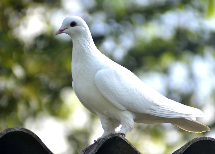 Cumulet Pigeon