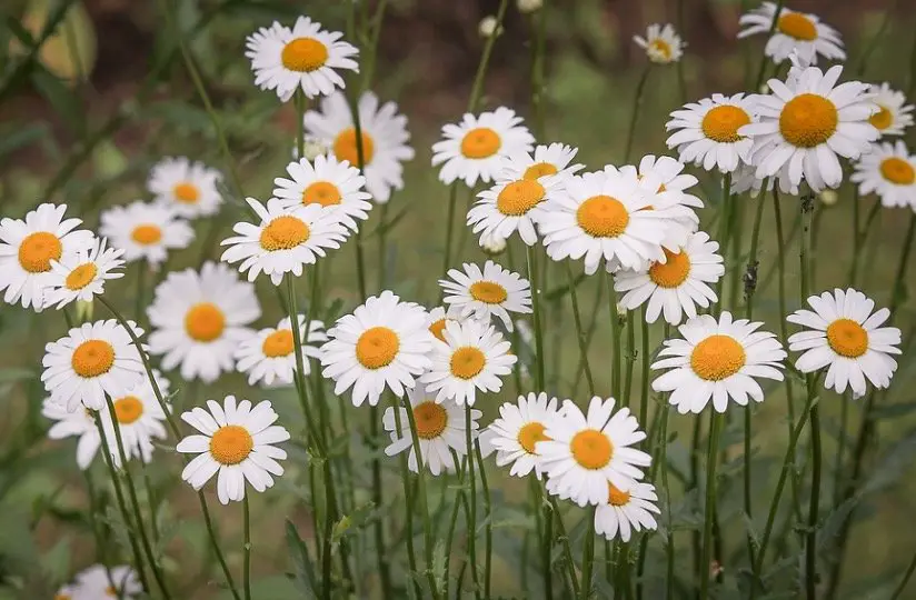 Daisy-plants that attract birds