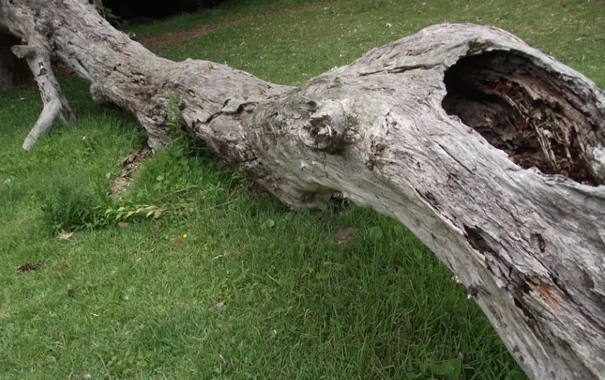 Dead tree with hole for bat attraction