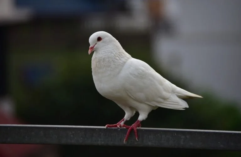 Do Doves Sing? All You Need To Know I TheBirdPedia