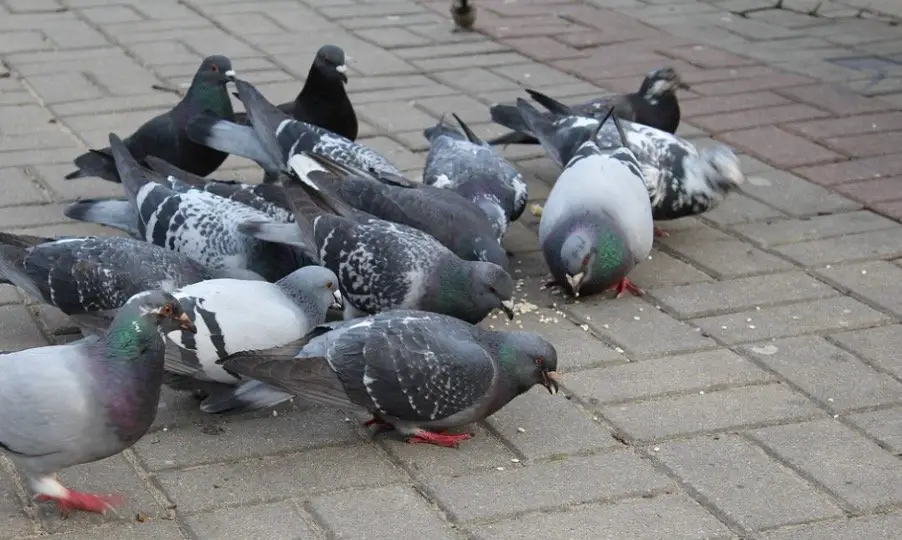 Do Pigeons Eat Ants