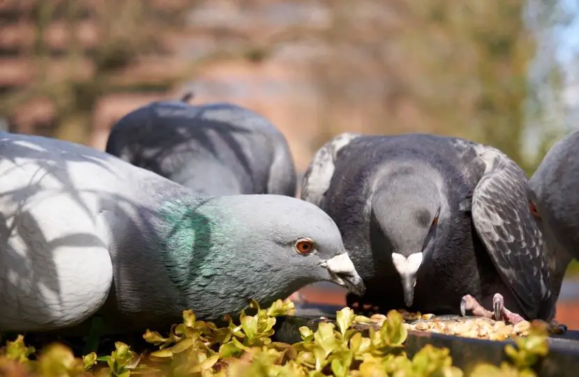 Do Pigeons Eat Corn