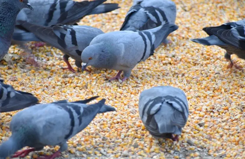 Do Pigeons Eat Corn