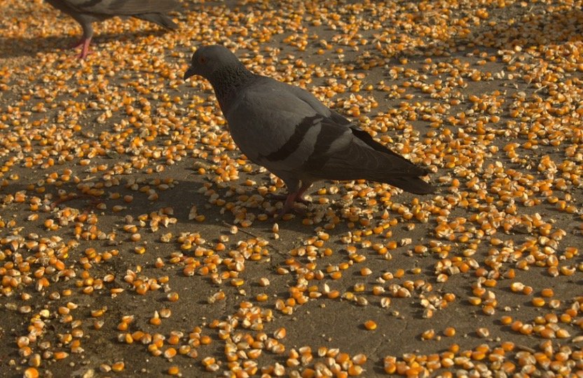 Do Pigeons Eat Corn