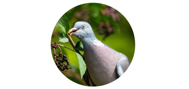 Do Pigeons Eat Fruit