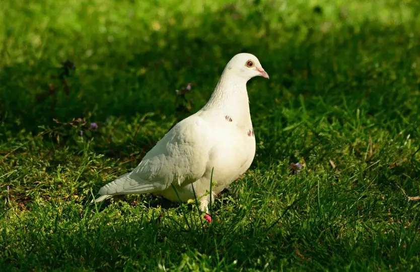 Do Pigeons Eat Grass
