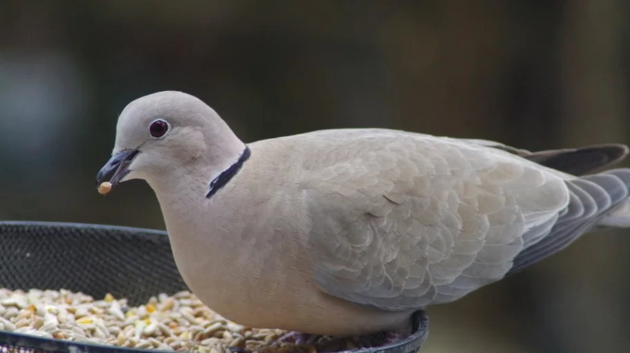 Do Pigeons Eat Lentils