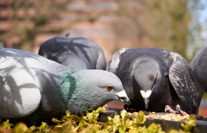 Do Pigeons Eat Lentils