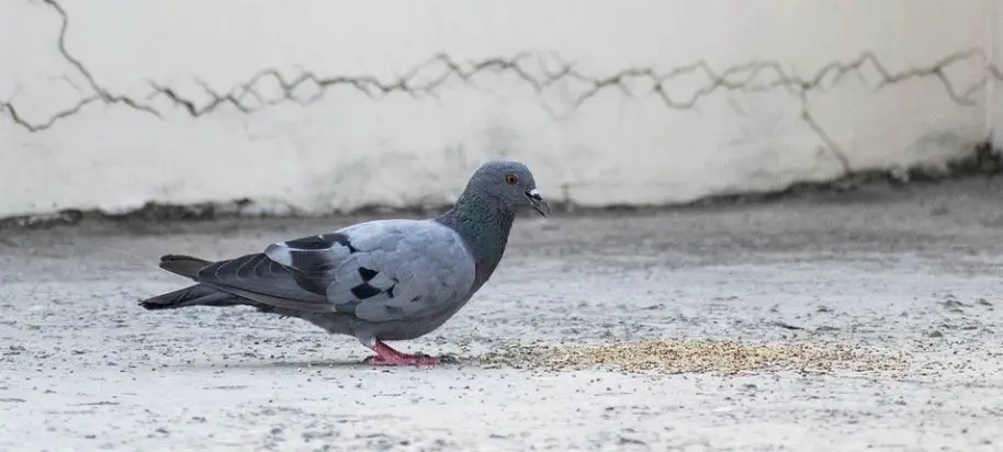 do pigeons eat black sunflower seeds