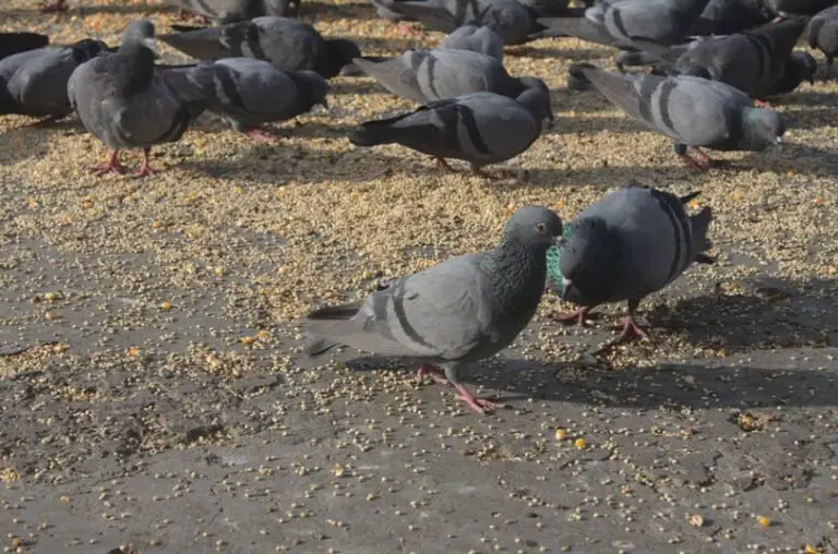 Do Pigeons Eat Sunflower Seeds? All You Need To Know