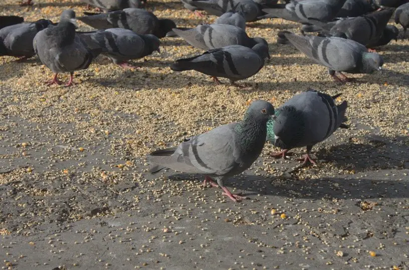 do pigeons eat black sunflower seeds