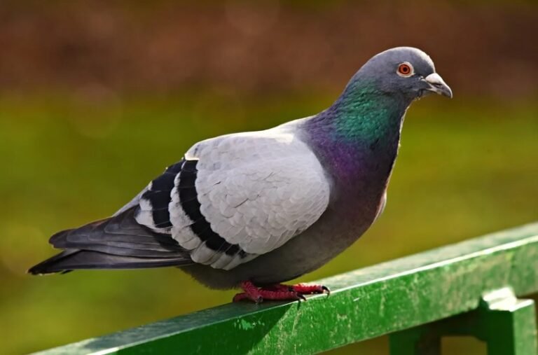 Do Pigeons Eat Tomatoes? Everything Explained I TheBirdPedia
