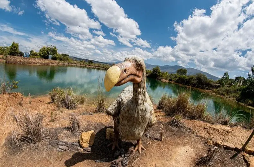 Dodo Bird Symbolism