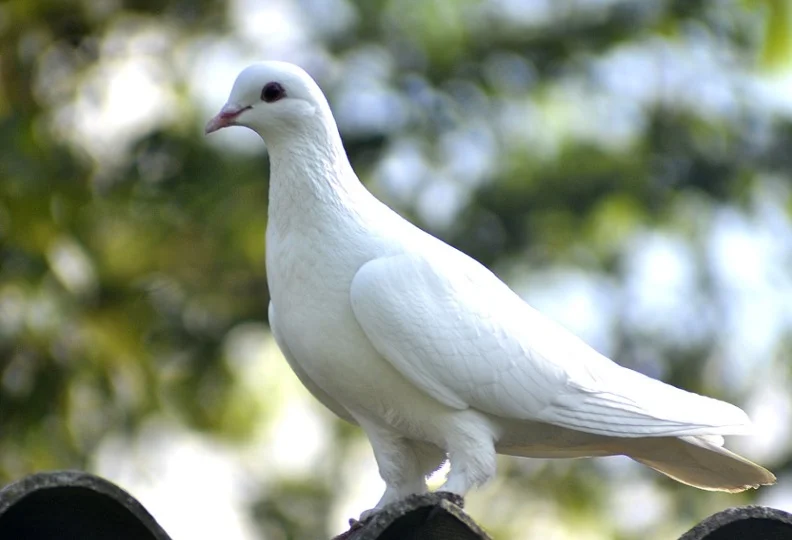 Dove With Olive Branch