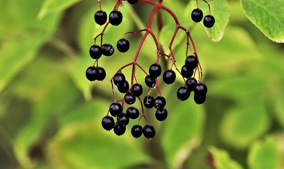 Elderberry-plants that attract birds