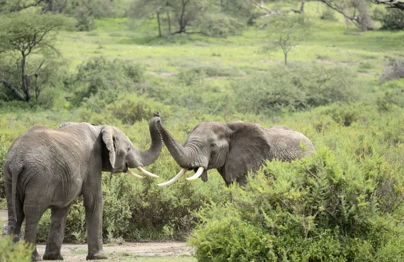 Elephant Symbolism