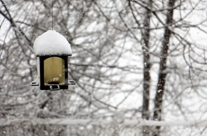 Empty bird feeder