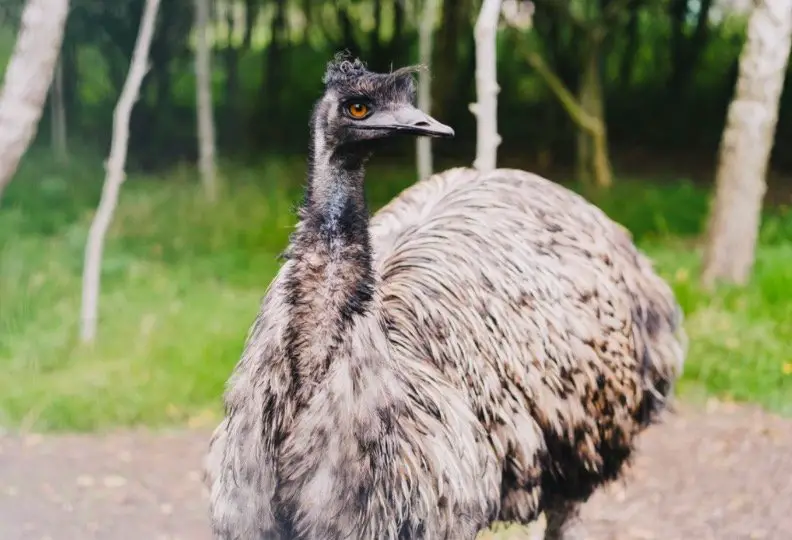 Emu Symbolism