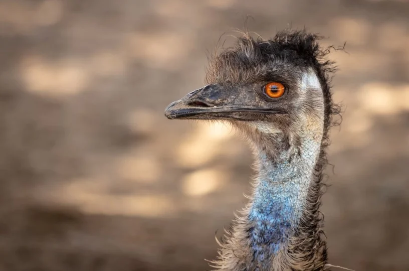 Emu Symbolism