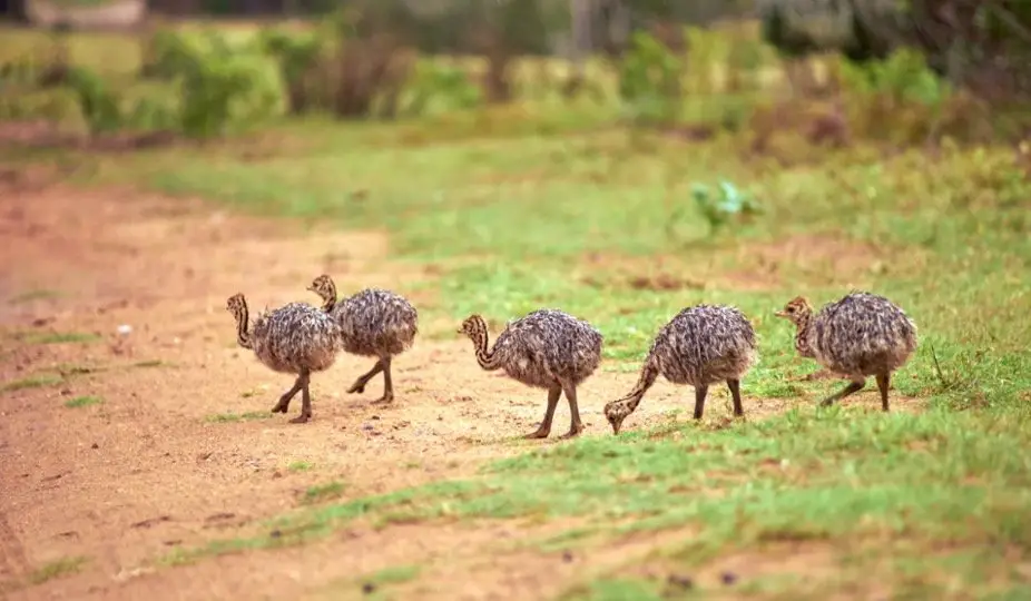 Emu Symbolism