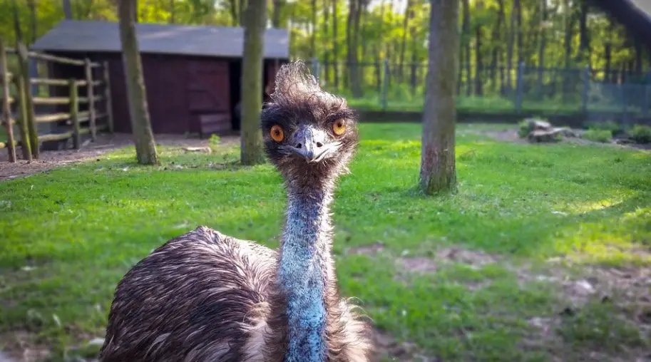 Emu Symbolism