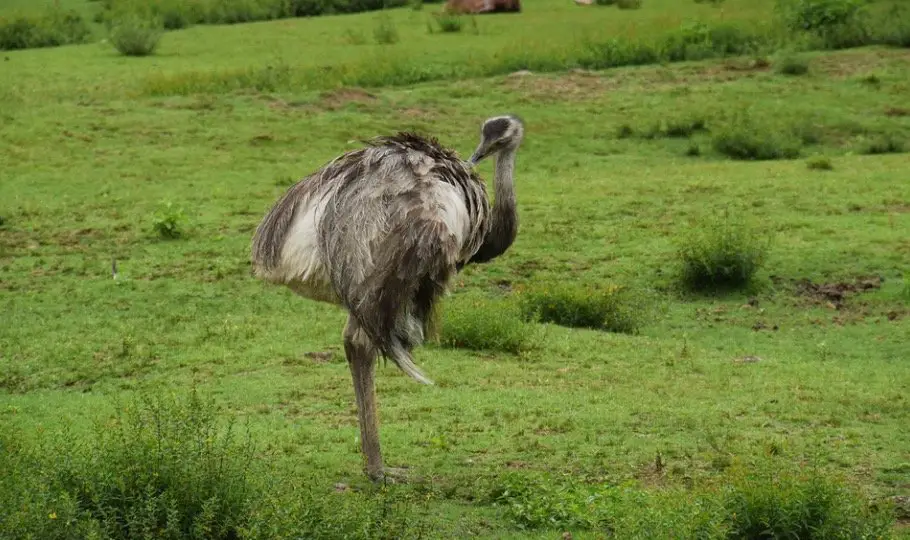 Emu Symbolism