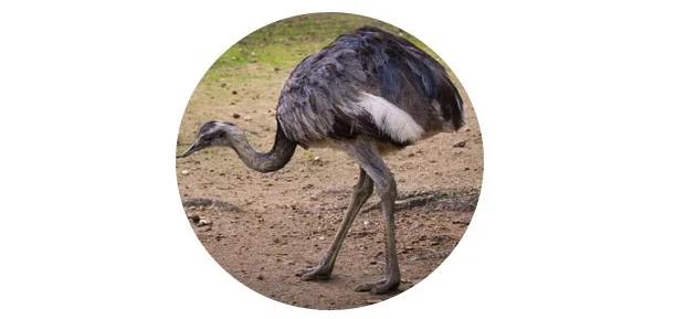 Emu Symbolism