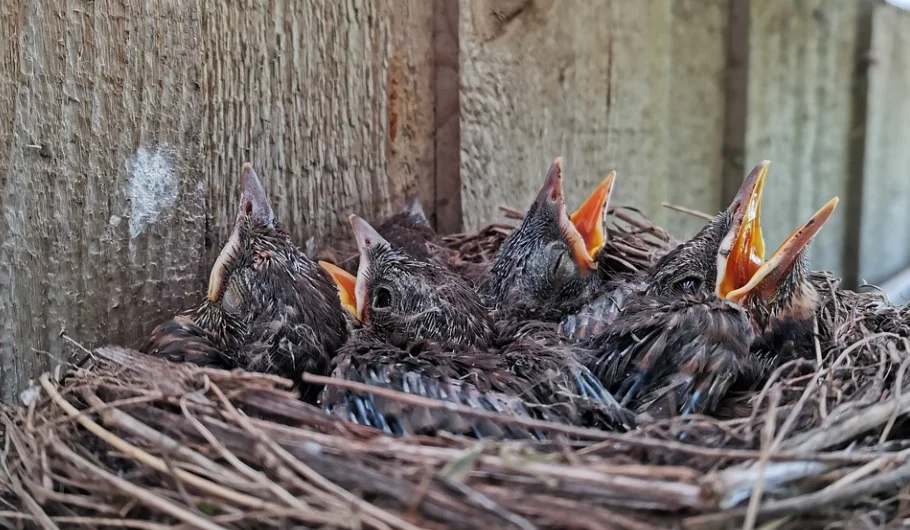 Feeding Fledgling Black bird