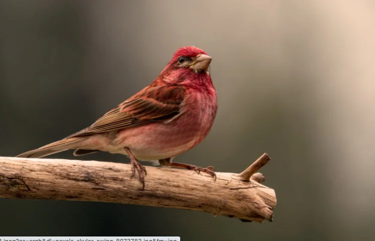 Bird Tattoo Meaning  What Do Different Bird Tattoos Symbolize