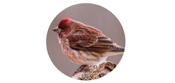 Finch Symbolism