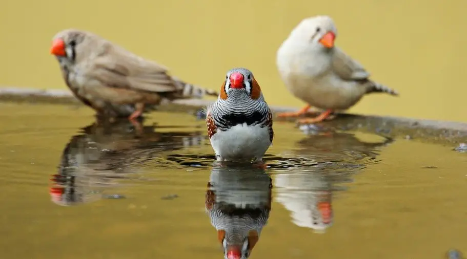 Finche bird bath