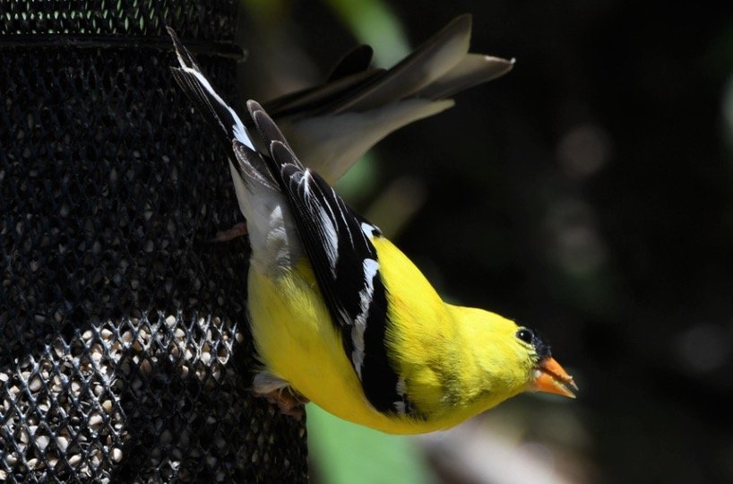 Finche feeding at feeder
