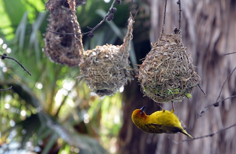 Finche making nest