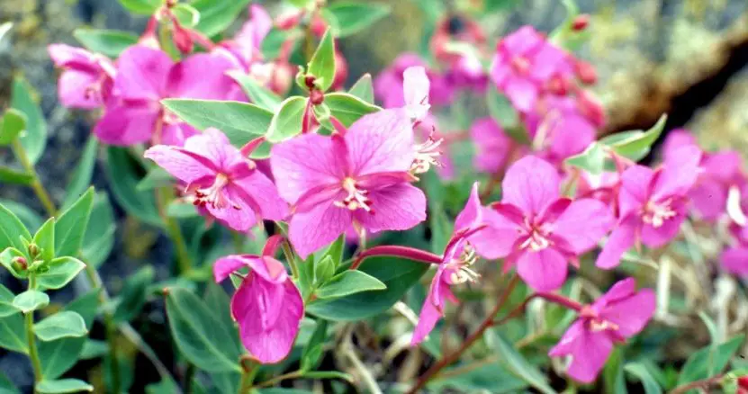 Firewood Flower