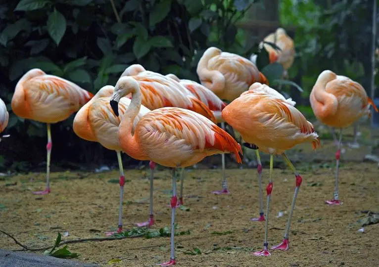 Flamingo Symbolism