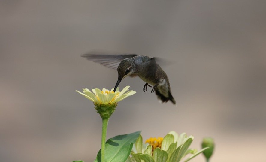 15 Best Flowers for Attracting Hummingbirds