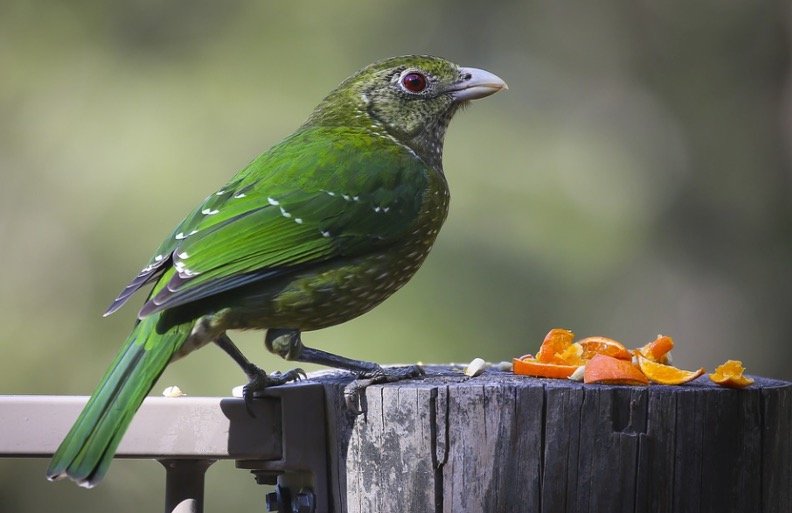 Green Bird Eating orange peel