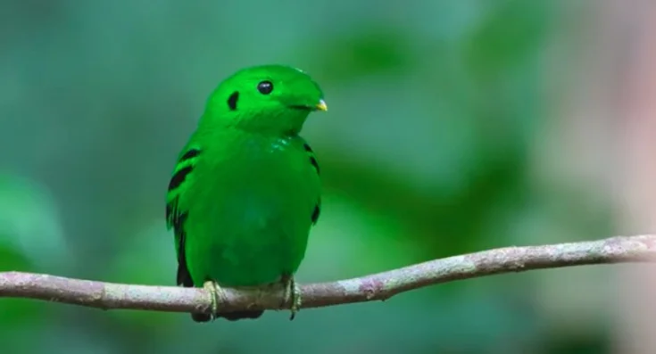 Green Broadbill