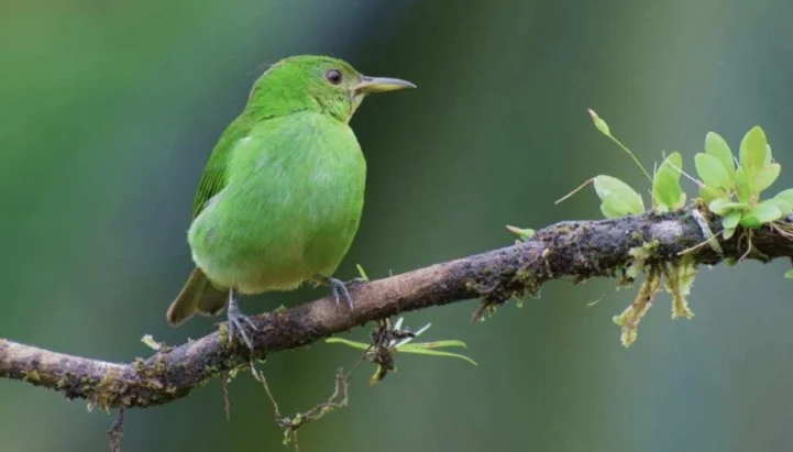 Green Honeycreeper