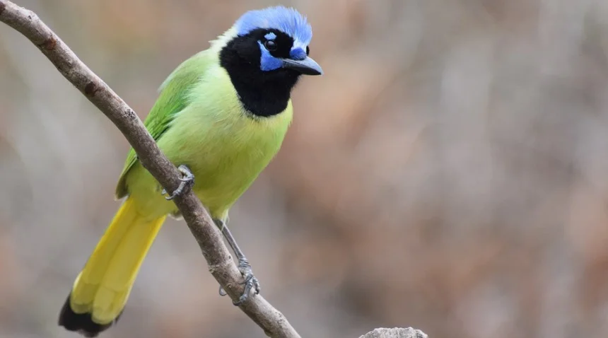 Green Jay