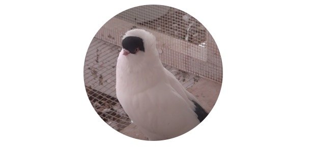 Helmet Pigeon