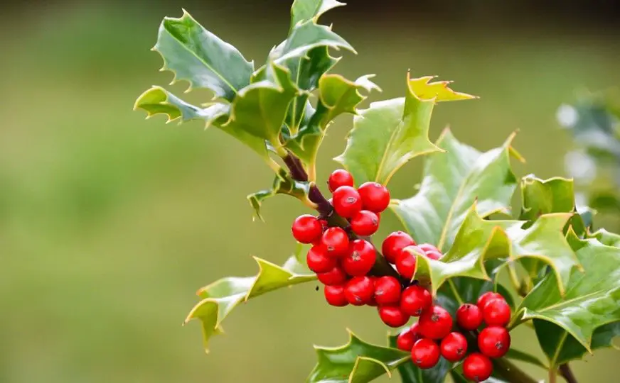 Holly-plants that attract birds