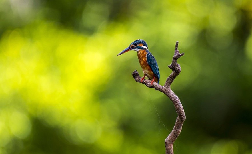 How To Attract Birds To Your Birdbath