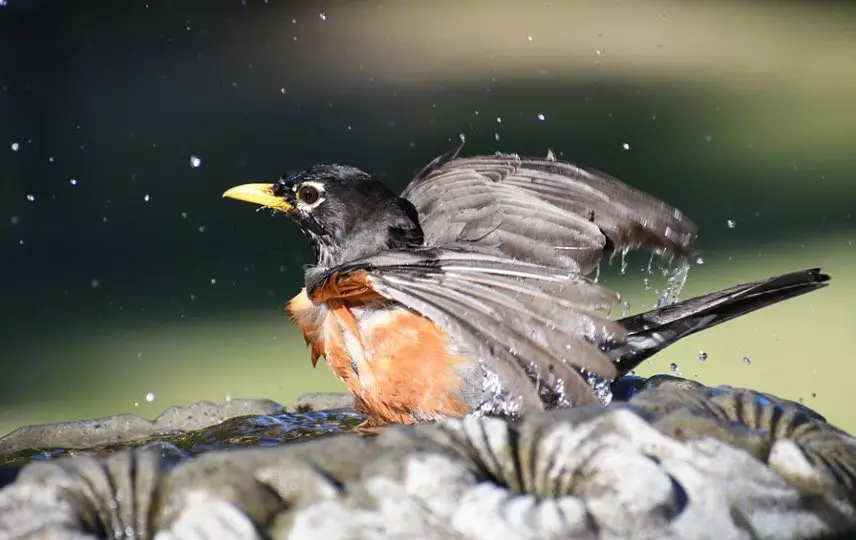 How To Attract Birds To Your Birdbath